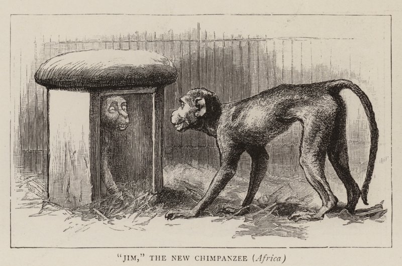 Wanderings no jardim zoológico de John Charles Dollman