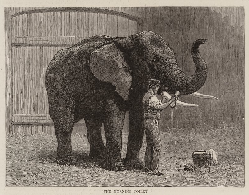 Wanderings no jardim zoológico de John Charles Dollman