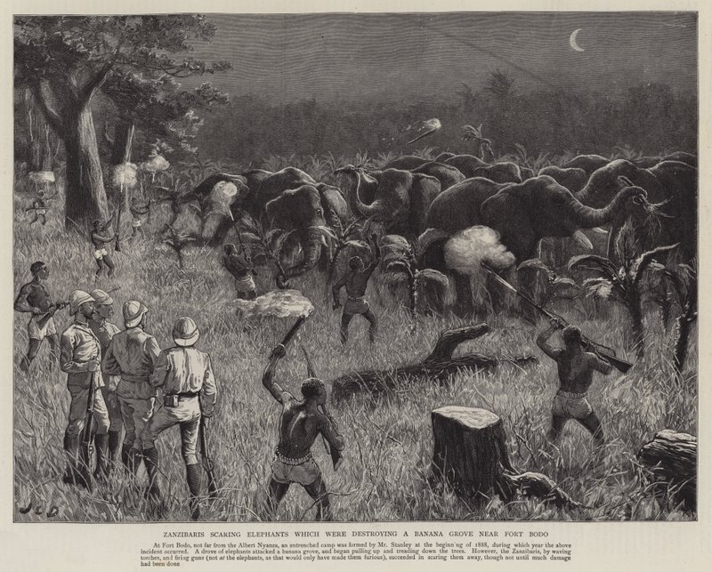 Zanzibaris, assustando, elefantes, que, era, destruir, um, bosque bosque, perto, forte, bodo de John Charles Dollman