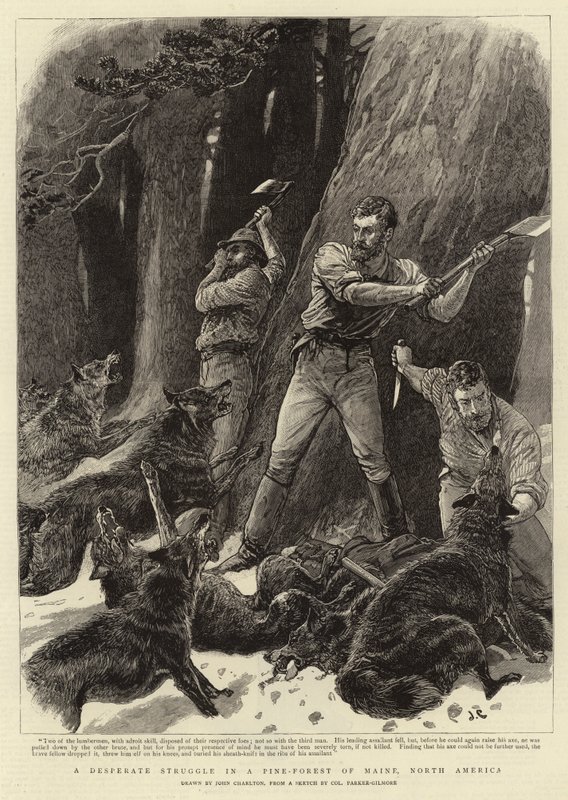 Uma luta desesperada em uma floresta de pinheiros do Maine, América do Norte de John Charlton