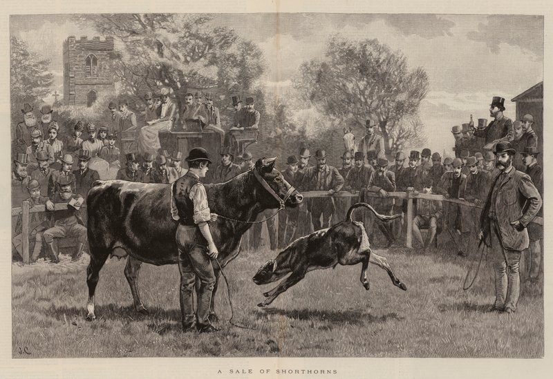 Uma venda de Shorthorns de John Charlton
