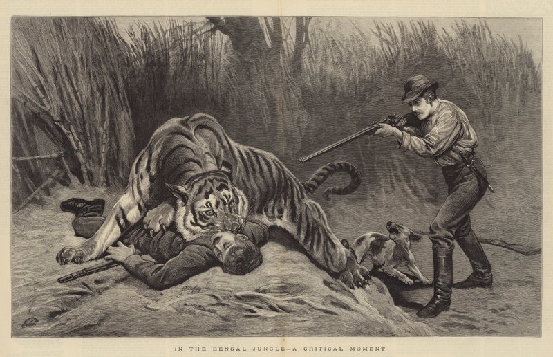 Na selva de Bengala, um momento crítico de John Charlton