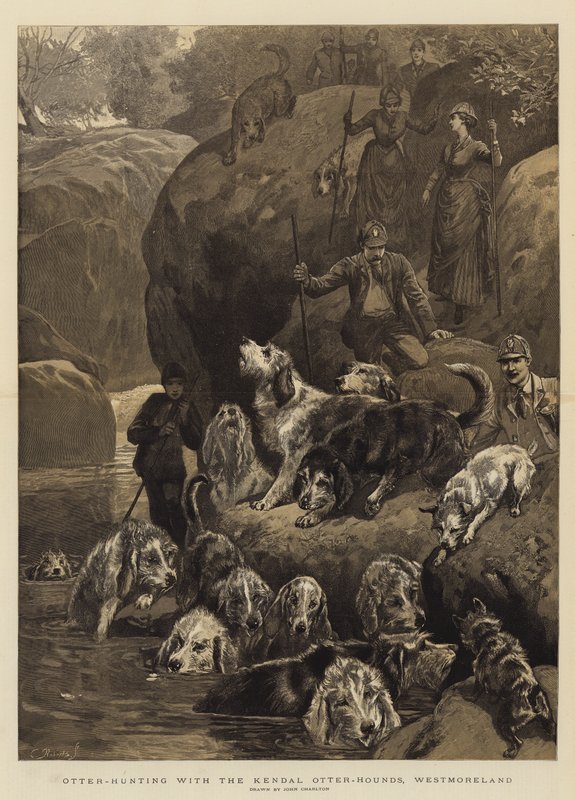 Caça às lontras com os Kendal Otter-Hounds, Westmoreland de John Charlton