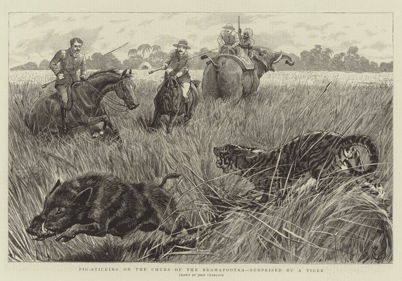 Pig Furar no Churs do Bramapootra, surpreendido por um tigre de John Charlton