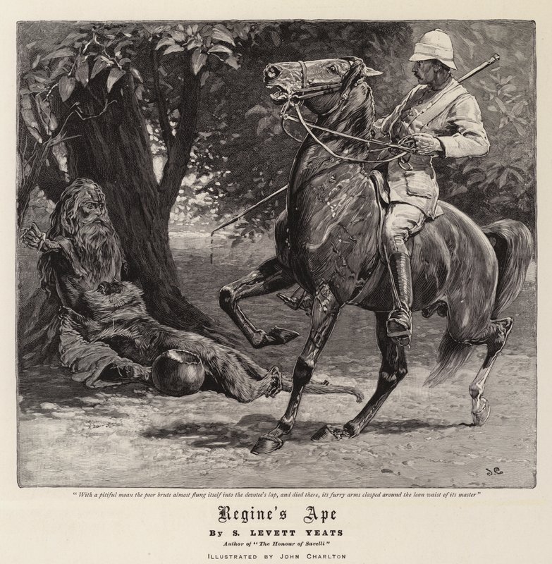 Macaco de Regine de John Charlton