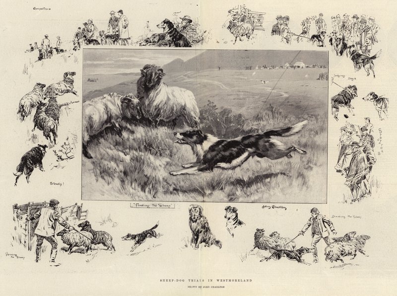 Provas de Sheep-Dog em Westmoreland de John Charlton