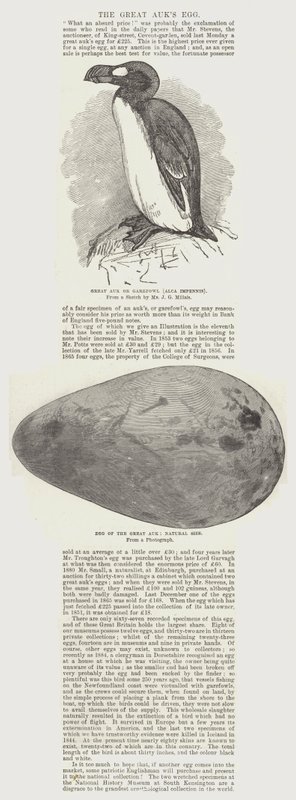 Ovo da Grande Auk de John Everett Millais