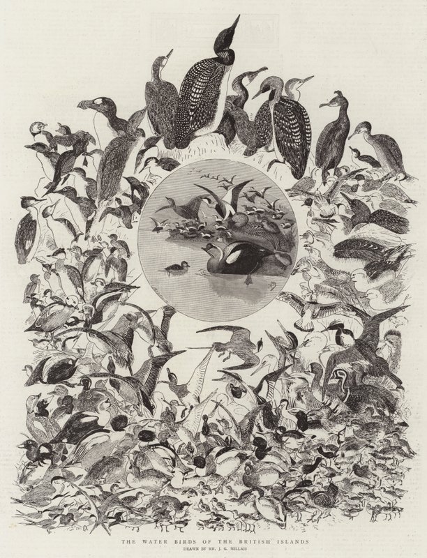 As aves aquáticas das ilhas britânicas de John Everett Millais