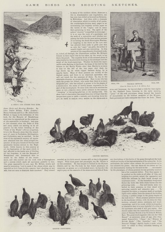 Pássaros De Jogo E Esboços De Tiro de John Guille Millais