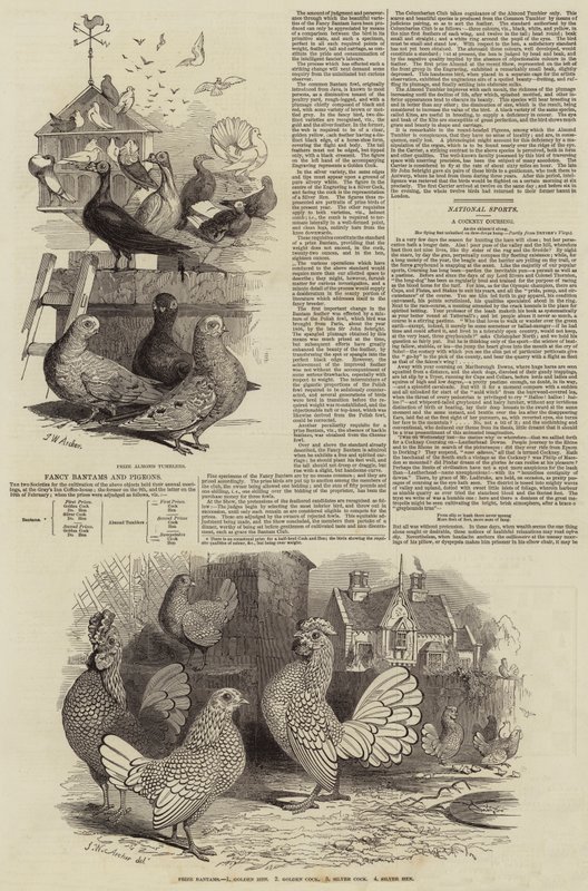 Fancy Bantams e Pombos de John Wykeham Archer
