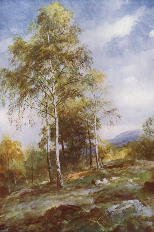 Bétulas de prata (cor litho) de John (after) MacWhirter