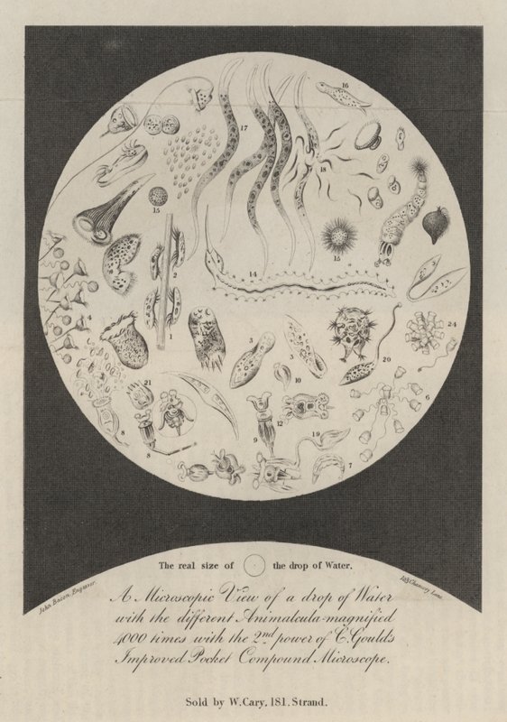 Uma visão microscópica de uma gota de água de John Bacon
