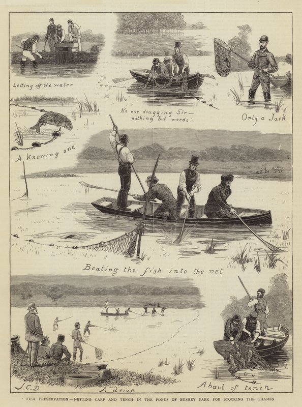 Preservação de peixes, rede de carpa e tenca nas lagoas de Bushey Park para estocar o Tâmisa de John Charles Dollman
