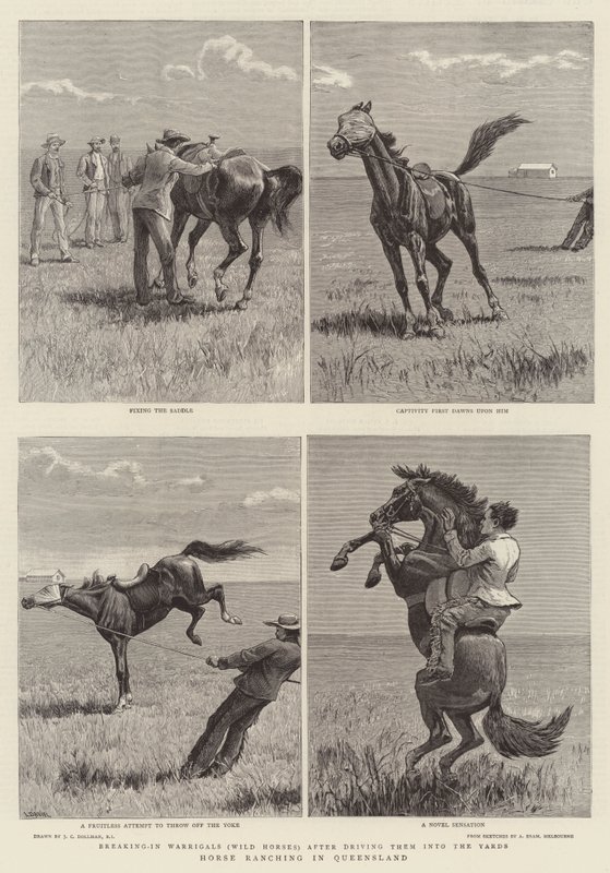 Criação de Cavalos em Queensland de John Charles Dollman