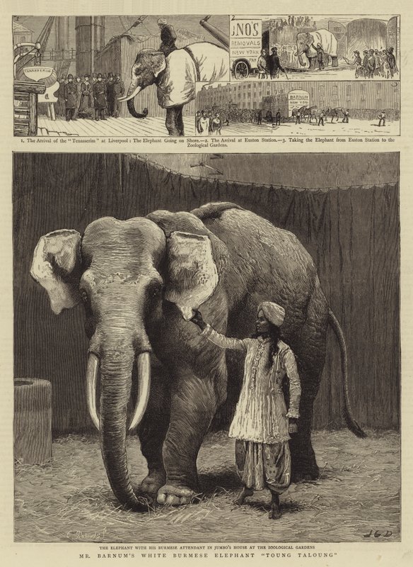 Elefante Birmanês Branco do Sr. Barnum Toung Taloung de John Charles Dollman