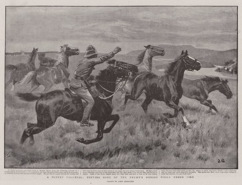 Um Colonial Plucky, dirigindo alguns dos Cavalos do Inimigo enquanto sob Fogo de John Charlton