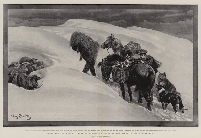 Comida para os famintos, cuidando de ovelhas com neve nas colinas em Northumberland de John Charlton
