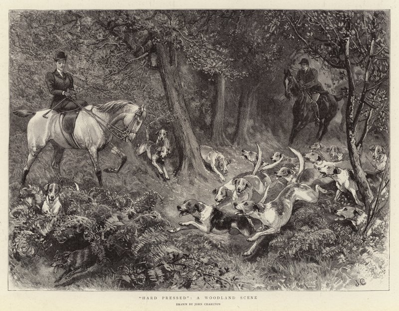 Hard Pressed, uma cena da floresta de John Charlton