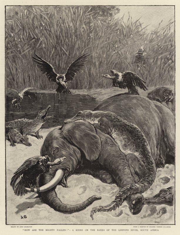 Como estão os poderosos caídos !, uma cena nas margens do rio Limpopo, na África do Sul de John Charlton
