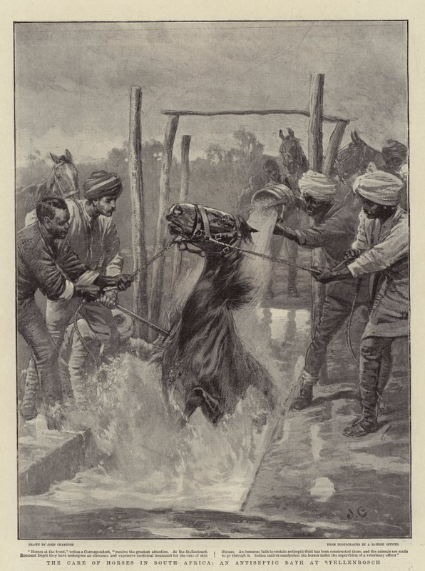 O cuidado dos cavalos na África do Sul, um banho anti-séptico em Stellenbosch de John Charlton