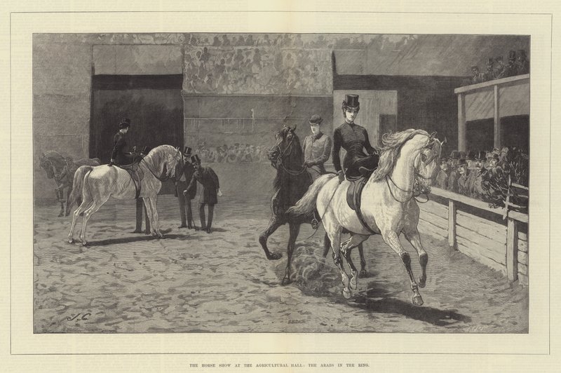 A mostra do cavalo no salão agrícola, os árabes no anel de John Charlton