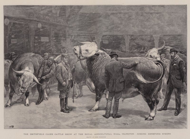Show de gado do clube de Smithfield no Royal Agricultural Hall, Islington, julgando Hereford bois de John Charlton