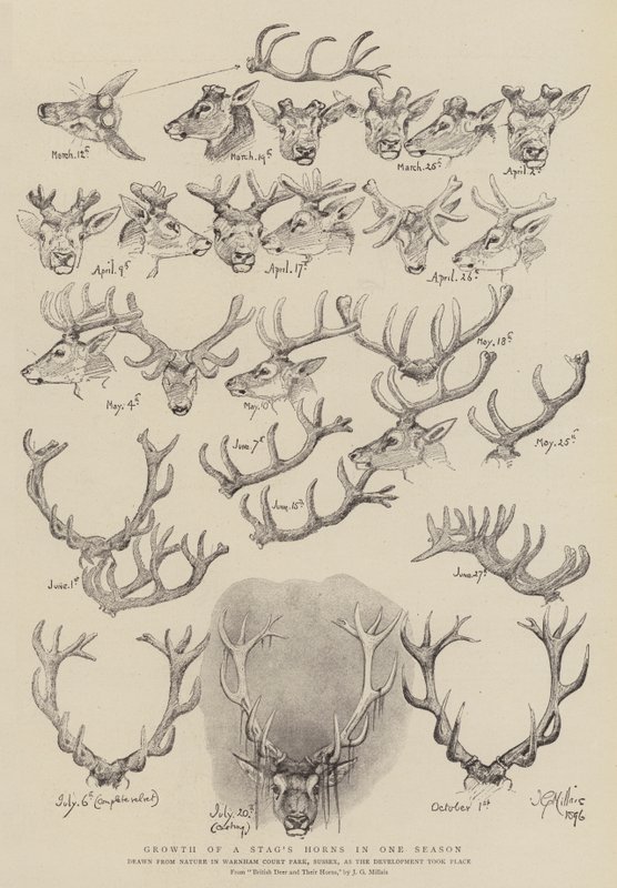 Crescimento dos chifres de um veado em uma temporada de John Everett Millais