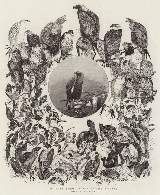 As aves terrestres das ilhas britânicas de John Everett Millais