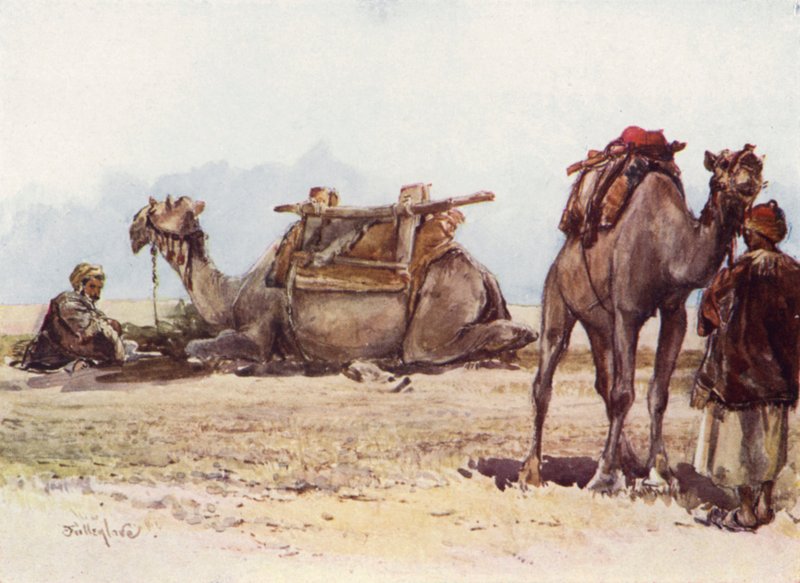 Estudo de Camelos e Atendentes de John Fulleylove