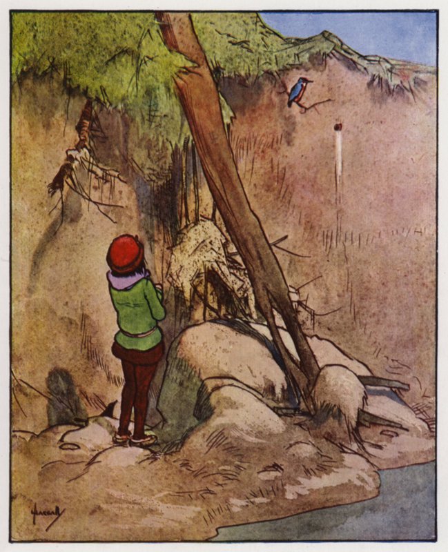 O martim-pescador (cor litho) de John Hassall