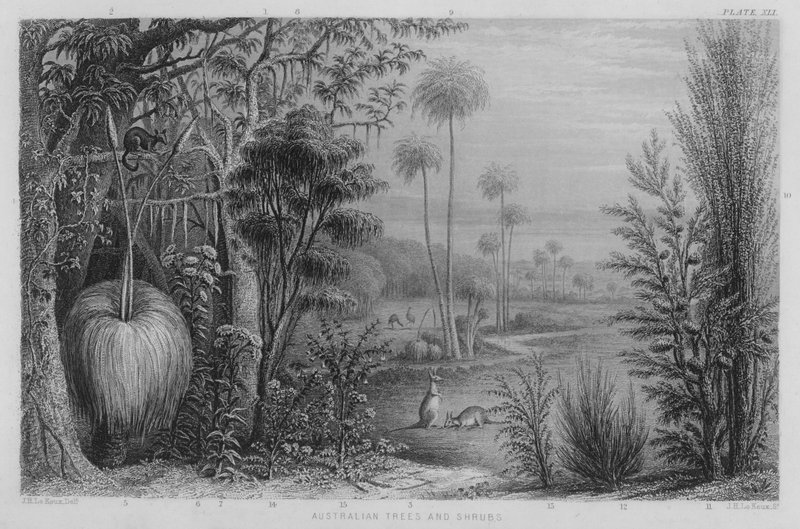 Australian Trees and Shrubs (gravura colorida) de John Le Keux