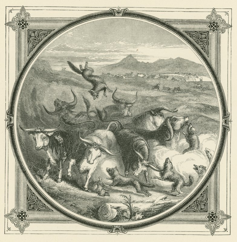 Quando o lobo chega, os bois partem para lutar para se unirem em autodefesa (gravura) de John Leighton