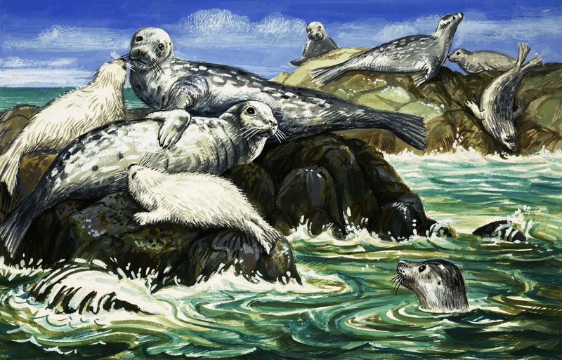 A foca, nossa amiga do mar de John Rignall