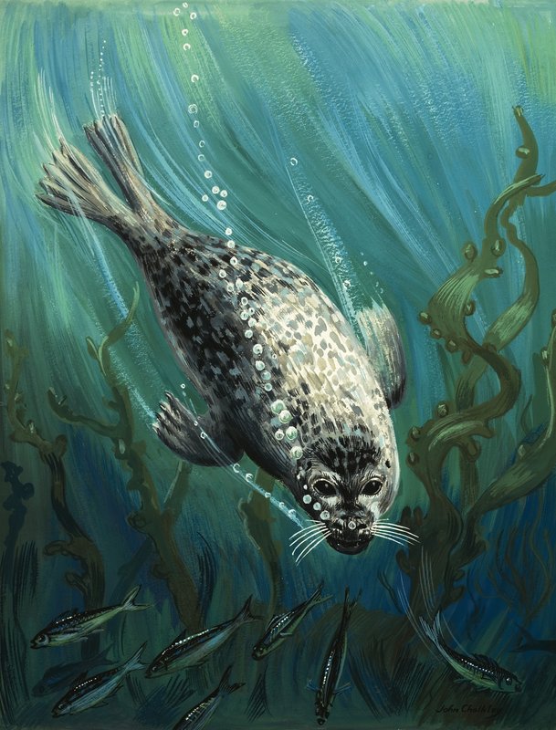 A foca, nossa amiga do mar | John Rignall | Impressão de arte