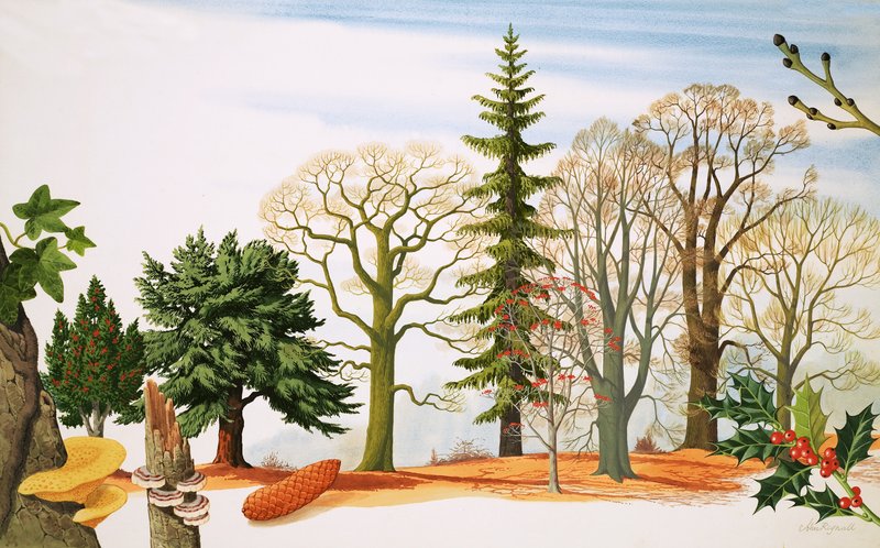 Árvores no inverno de John Rignall