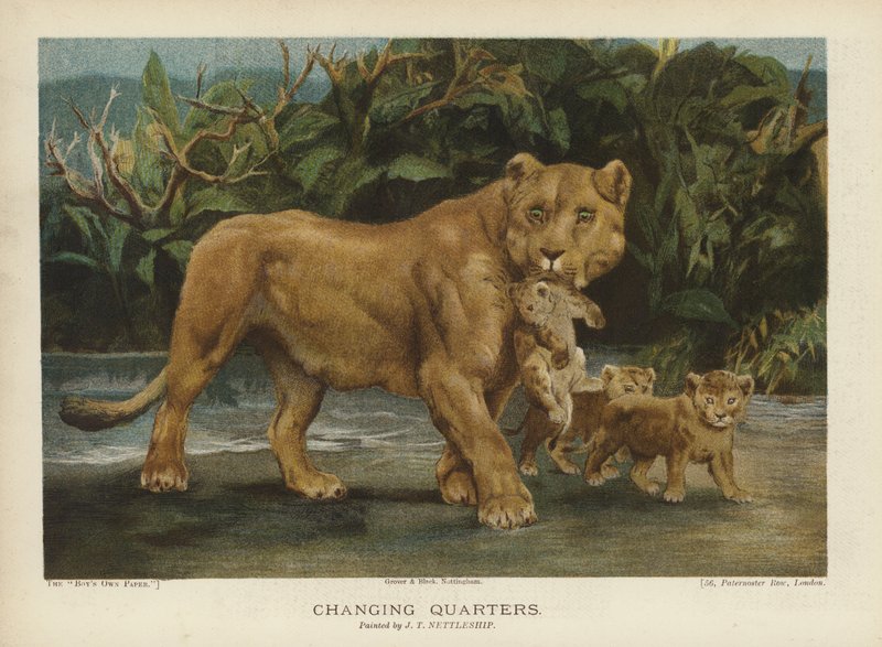 Mudança de quarto: leoa movendo seus filhotes (chromolitho) de John Trivett Nettleship