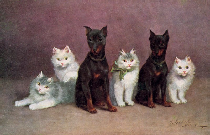 Postal de gato (litografia a cores) de Josef Sperlich
