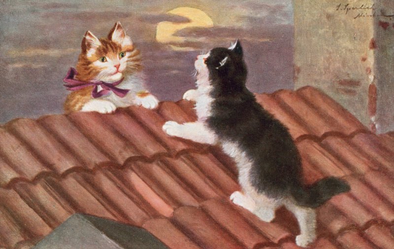 Postal de gato (litografia a cores) de Josef Sperlich