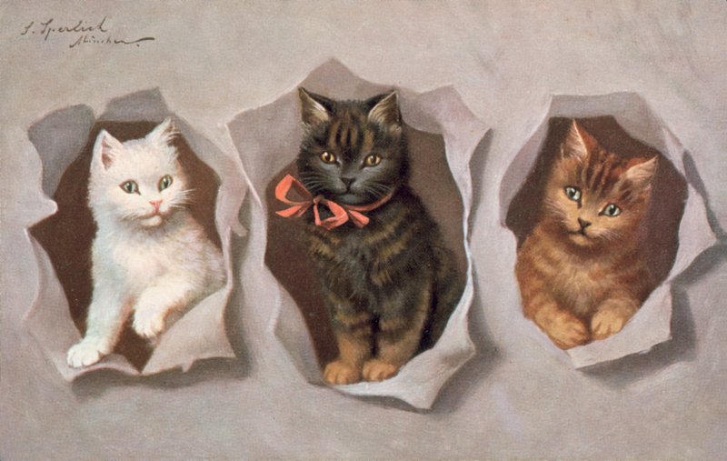 Postal de gato (litografia a cores) de Josef Sperlich
