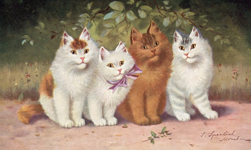 Postal de gato (litografia a cores) de Josef Sperlich