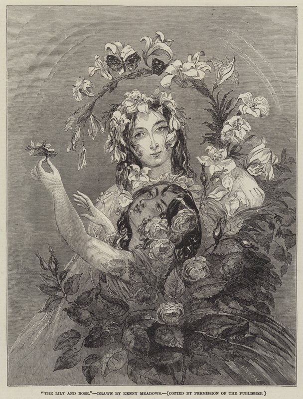 O lírio e rosa de Joseph Kenny Meadows