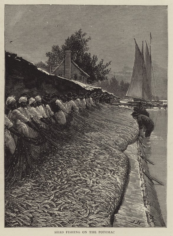 Sável Pesca no Potomac de Joseph Nash