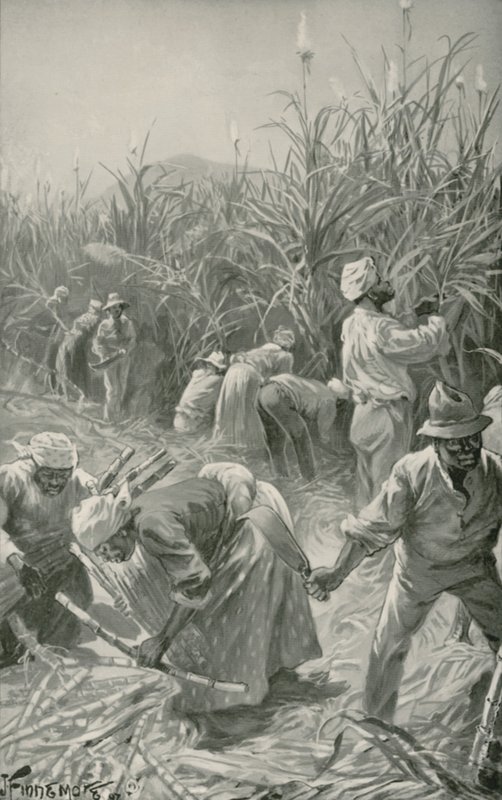 Black at Work in a Sugar-Cane Plantation in Jamaica (litho) de Joseph (after) Finnemore