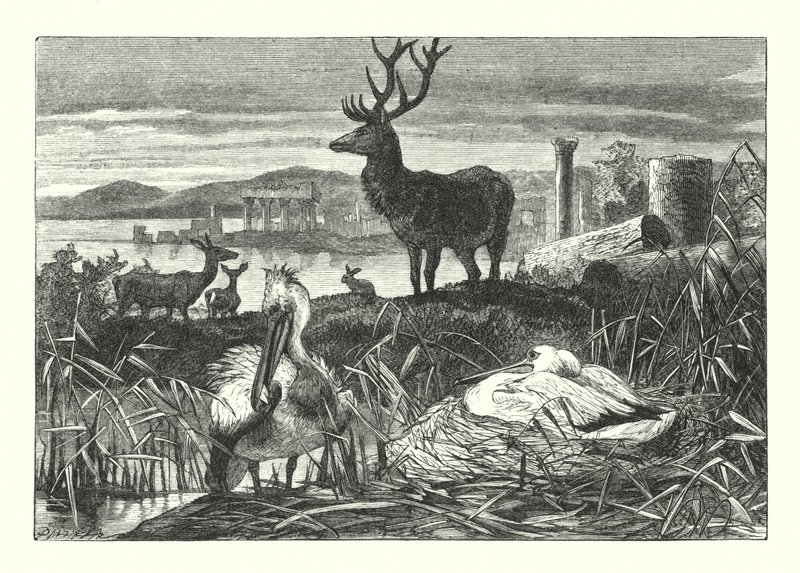 Decadência da Pompa Terrestre (gravura) de Joseph (after) Wolf