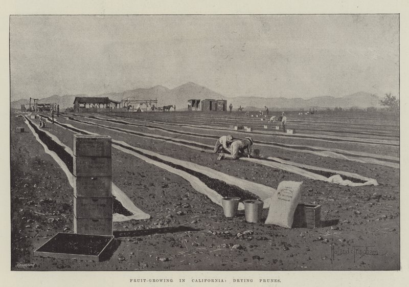 Fruticultura na Califórnia, secagem de ameixas de Joseph Holland Tringham