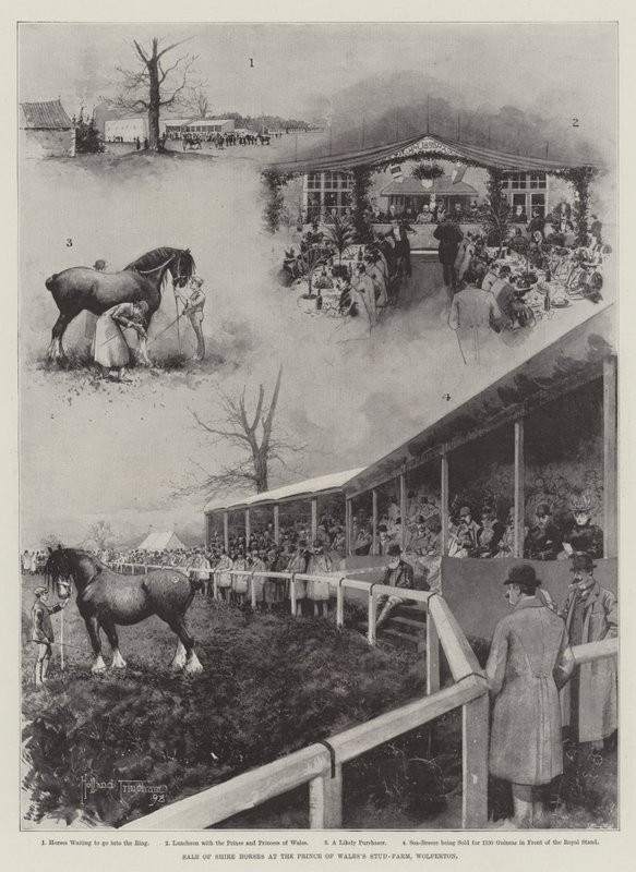 Venda de cavalos Shire no Stud-Farm do Príncipe de Gales, Wolferton de Joseph Holland Tringham
