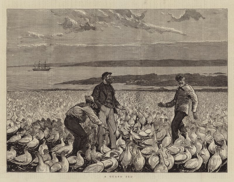 Uma cama Guano de Joseph Nash