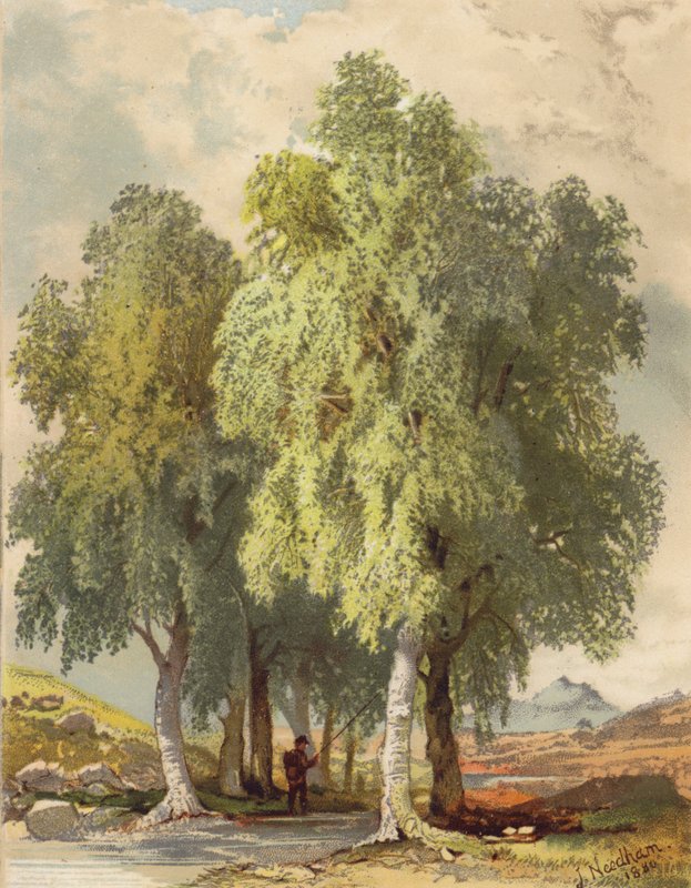 Grupo de bétulas (litografia a cores) de Joseph Needham