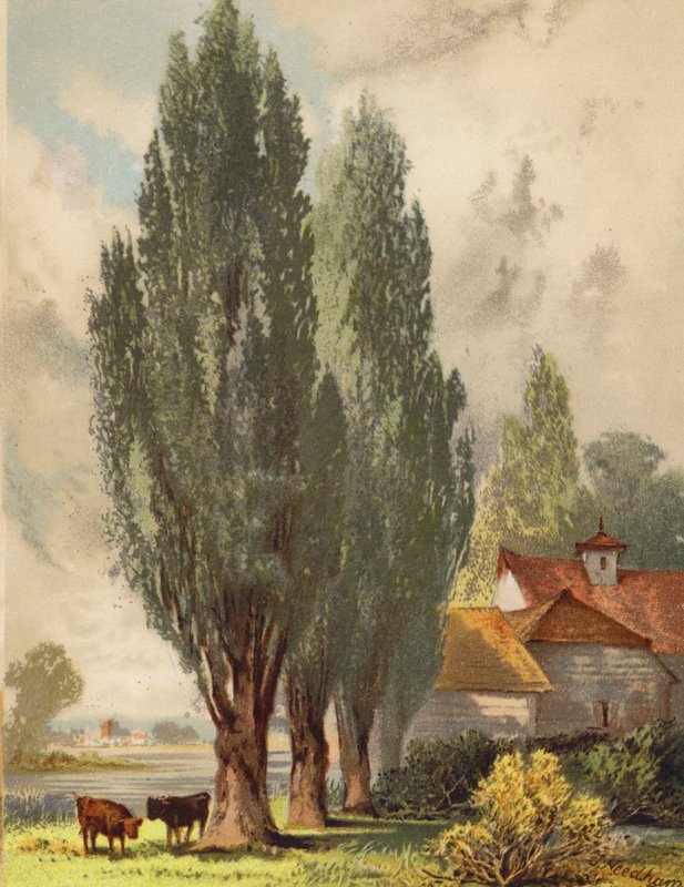 Choupos da Lombardia, cena inglesa (litografia a cores) de Joseph Needham