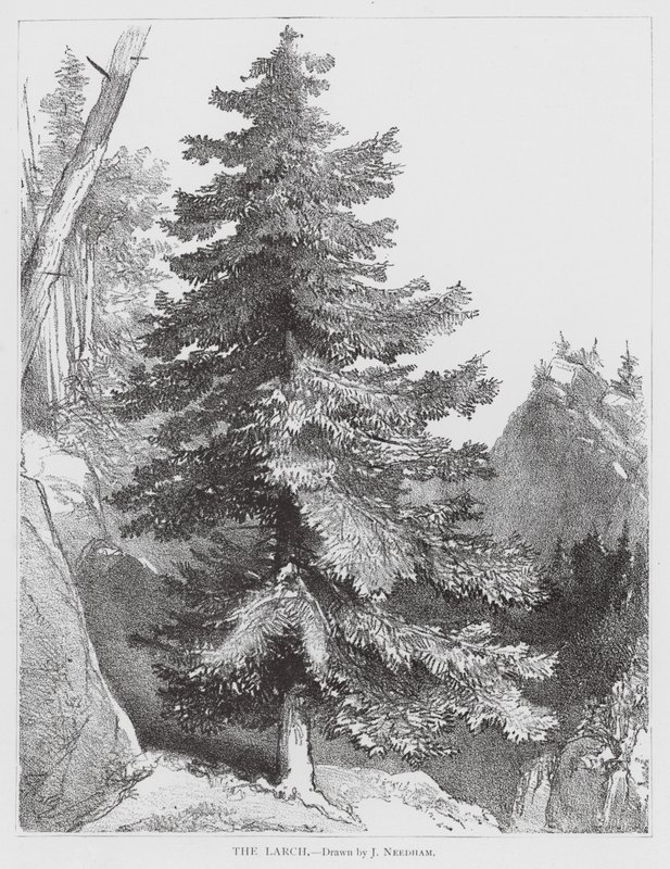 O Lariço (litografia) de Joseph Needham